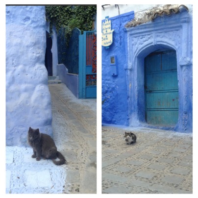 Dedicated to the Cats of Morocco